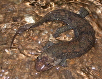 : Desmognathus quadramaculatus; Black-bellied Salamander