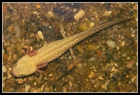 : Mesotriton alpestris; Alpine Newt