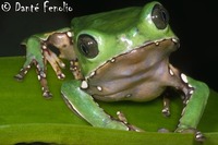 : Phyllomedusa bicolor; Waxy-monkey Treefrog