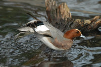 : Anas penelope; Eurasian Wigeon