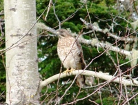 : Buteo platypterus; Broad-winged Hawk