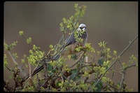 : Colius leucocephalus; White-headed Mousebird