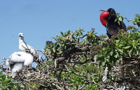 ... rubripes; Great Frigatebird Male And Red Footed Booby