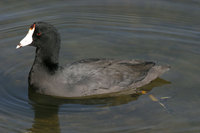 : Fulica americana; American Coot