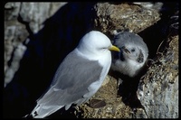 : Rissa tridactyla; Black-legged Kittiwake