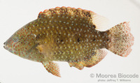 : Cheilinus chlorourus