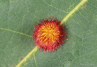 : Acraspis erinacei; Hedgehog Gall;