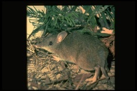 : Perameles nasuta; Long-nosed Bandicoot