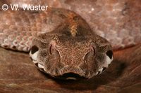 : Acanthophis laevis; Smooth-scaled Death Adder