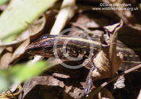 : Ameiva feativa; Central American Whiptail Lizard