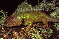 : Sceloporus malachiticus