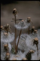 : Zygoptera sp.; Damselfly