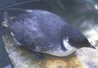 Ancient Murrelet, Synthliboramphus antiquus, at Salmon Arm BC