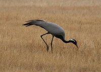 Demoiselle Crane (Beth Symonds)