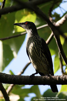 Asian Glossy Starling (Immature) Scientific name - Aplonis payanensis