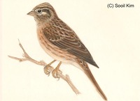 흰머리멧새 Pine Bunting Emberiza leucocephalos