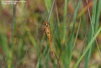 Sort Hedelibel (Sympetrum danae ) Foto/billede af