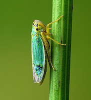 Cicadella viridis - green leafhopper