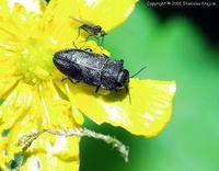 Anthaxia helvetica