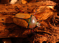 Eudicella smithi