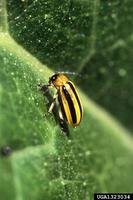 Acalymma vittata - Striped Cucumber Beetle