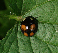 Harmonia axyridis var. spectabilis