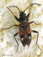 Raglius alboacuminatus