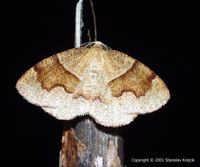 Plagodis pulveraria - Barred Umber