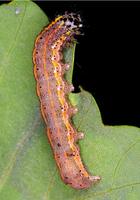 Orthosia miniosa - Blossom Underwing