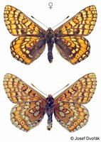 Euphydryas aurinia - Marsh Fritillary