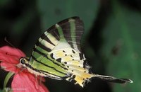 Graphium antiphates