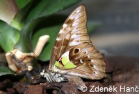 Graphium wallacei