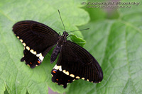 Papilio polytes - Common Mormon