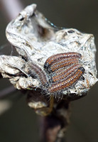 Aporia crataegi - Black-veined White