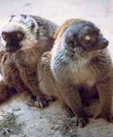 White-fronted lemur (Eulemur albifrons)