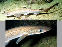 Galeus melastomus, Blackmouth catshark: fisheries