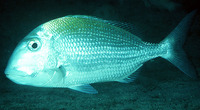 Calamus penna, Sheepshead porgy: fisheries