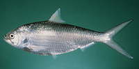 Tenualosa toli, Toli shad: fisheries