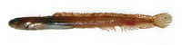 Anisarchus medius, Stout eelblenny: fisheries