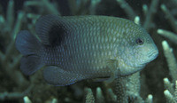 Stegastes lividus, Blunt snout gregory: fisheries