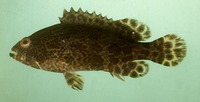 Epinephelus fuscoguttatus, Brown-marbled grouper: fisheries, aquaculture, aquarium