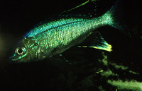 Cyathopharynx furcifer, Featherfin cichlid: aquarium