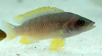 Neolamprologus mustax, : aquarium