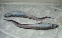 Notacanthus sexspinis, Spiny-back eel: