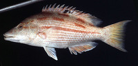 Bodianus vulpinus, :