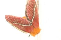 Pseudodirphia menander