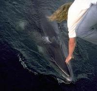 Image of: Balaenoptera acutorostrata (minke whale)