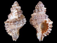 Cymatium nicobaricum
