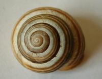 Cepaea vindobonensis