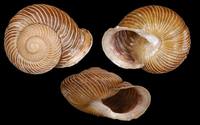 Hemicycla plicaria